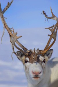 red nosed reindeer