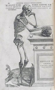 Illustration by Andreas Vesalius, 1543.